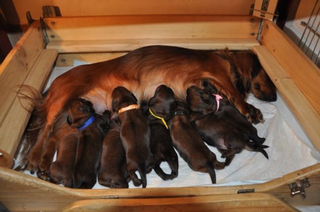 jamniki szczeni�ta